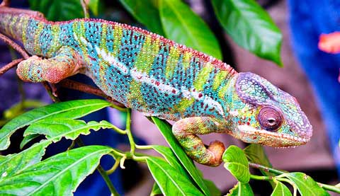 caméléon